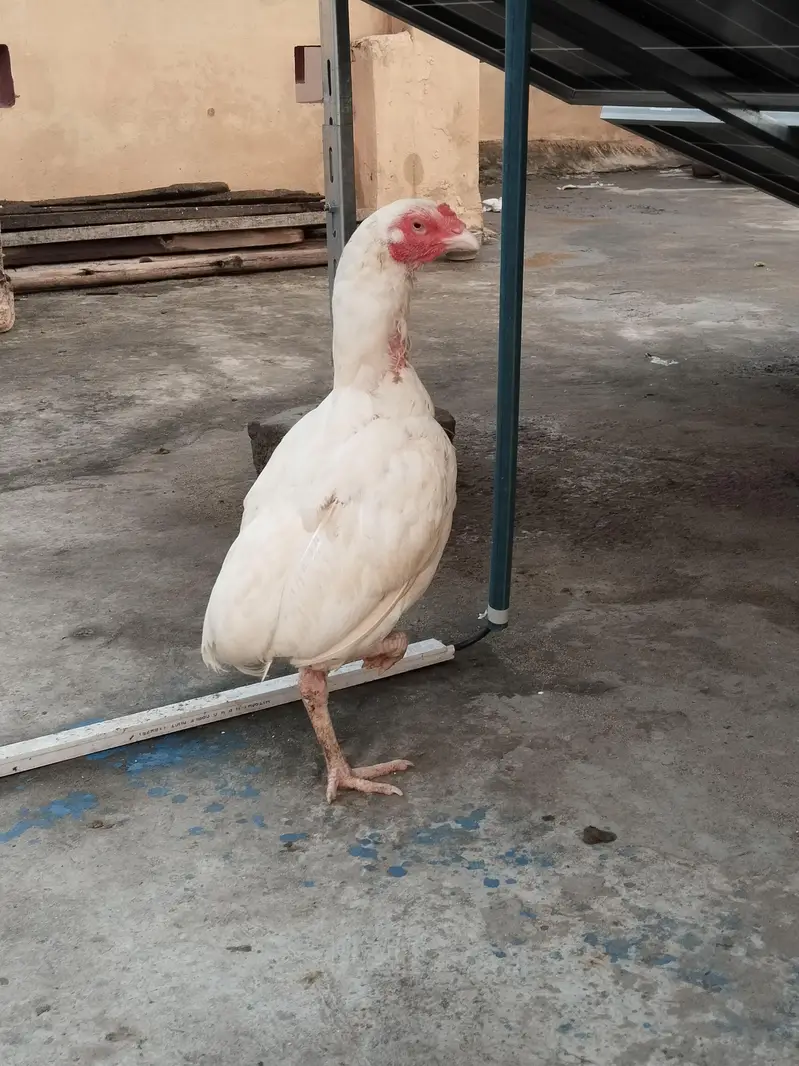 aseel hens — photo 5