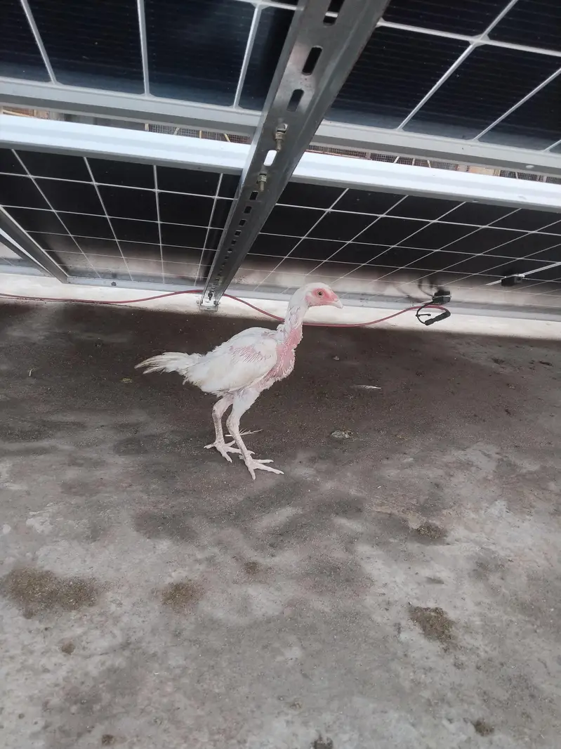 aseel hens — photo 6