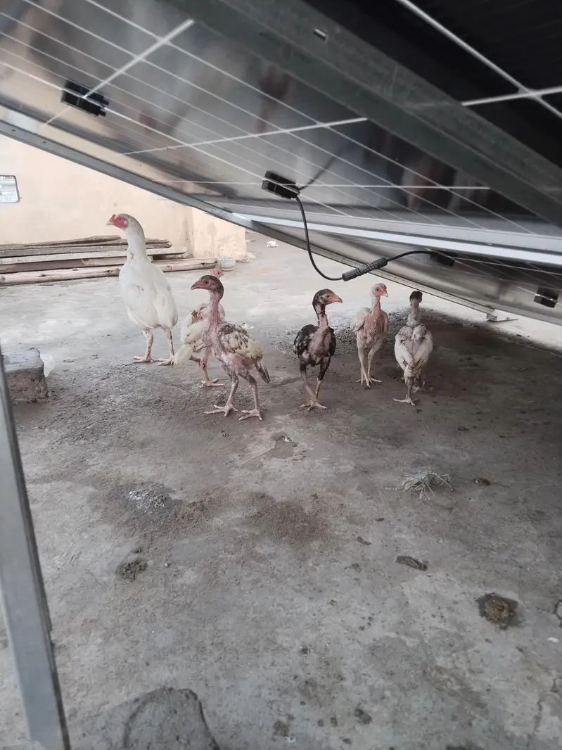 aseel hens — photo 7