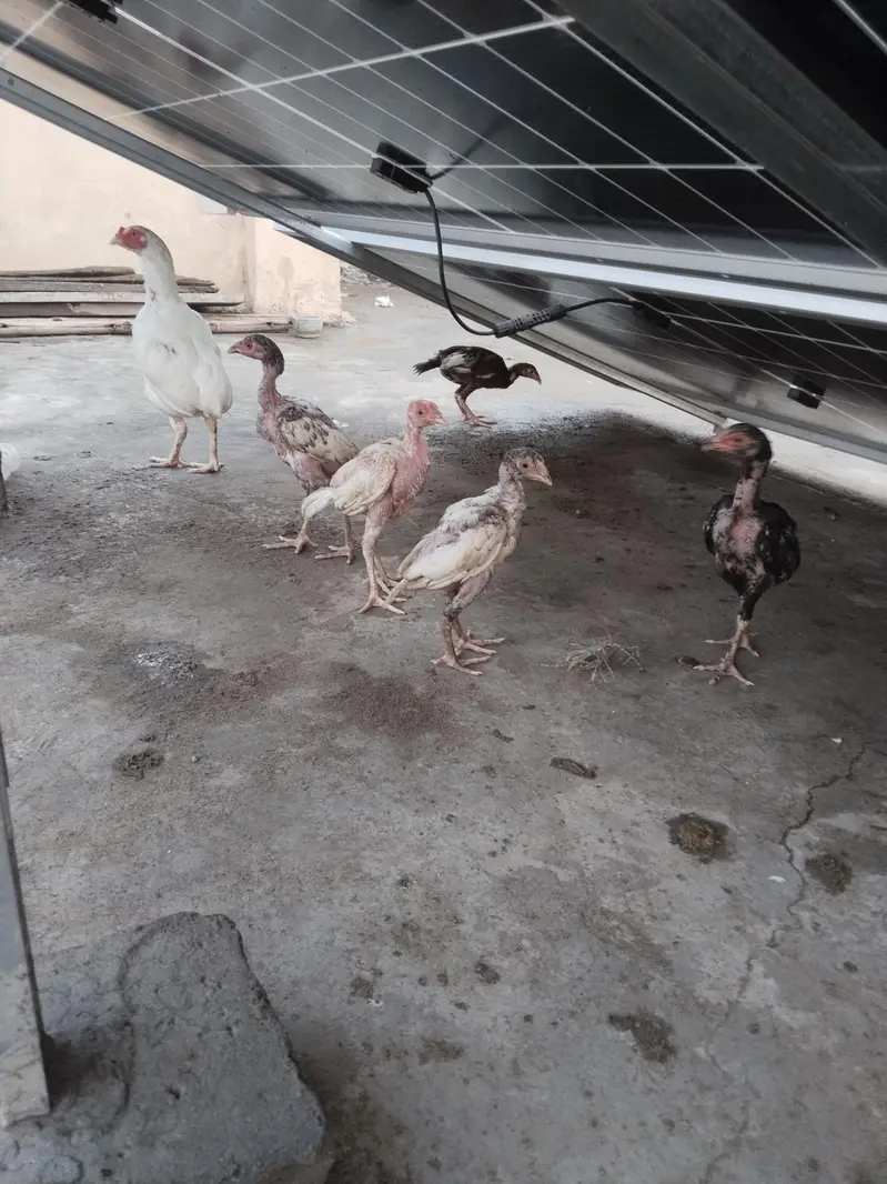 aseel hens — photo 8