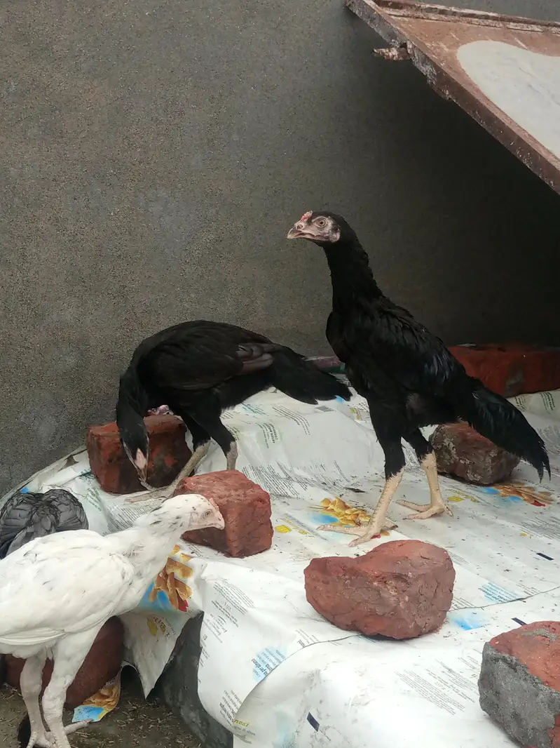 ASEEL BIRD FOR SALE — photo 4