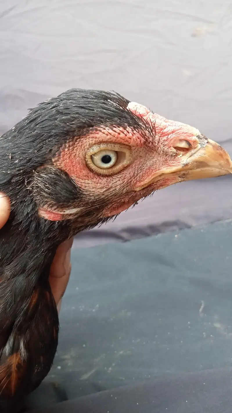 Jawa Aseel And hens — photo 2