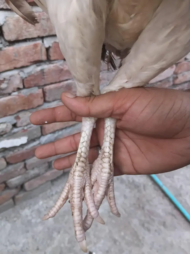 Jawa Aseel And hens — photo 5