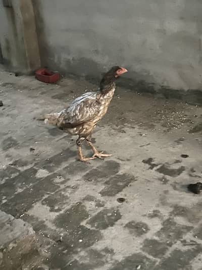 Female Aseel