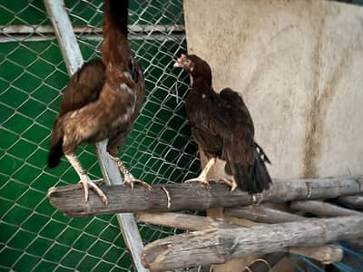 Female Aseel