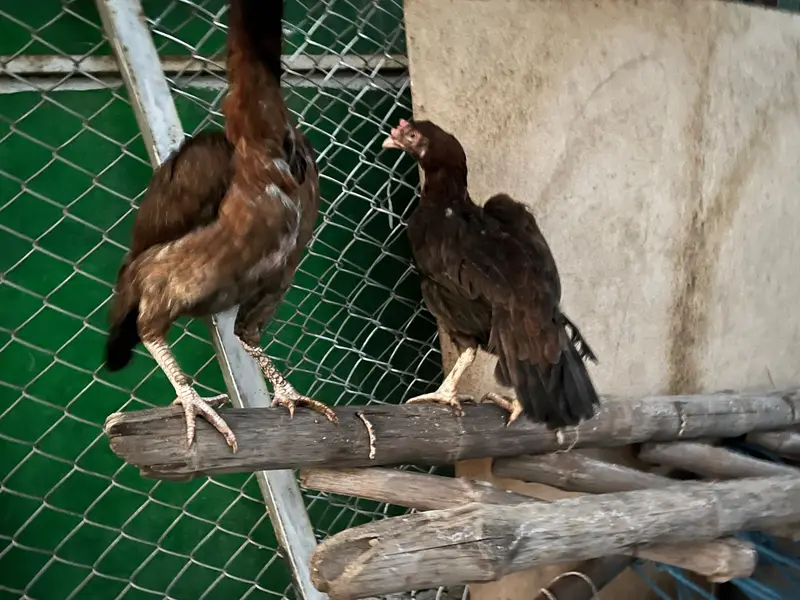 Female Aseel — photo 2