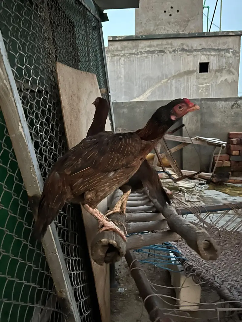 Female Aseel — photo 3