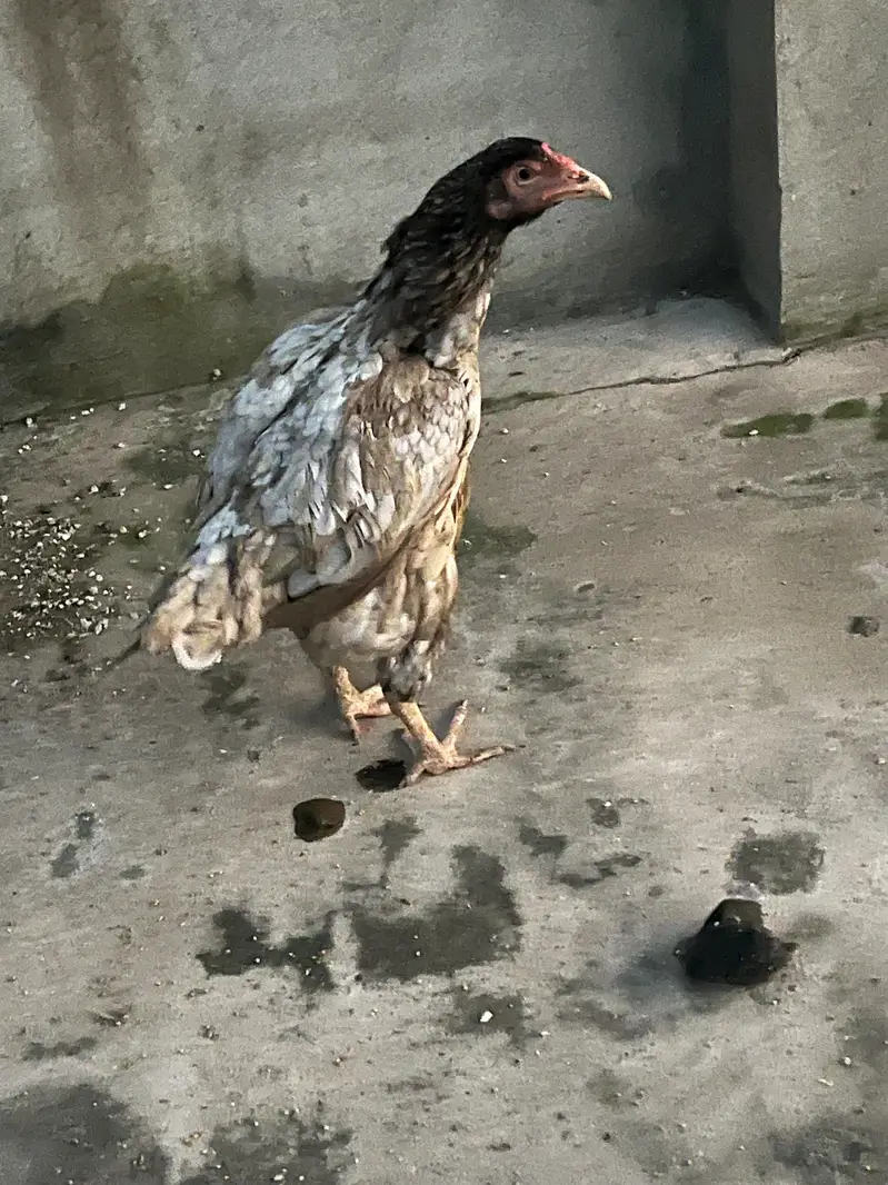 Female Aseel — photo 4