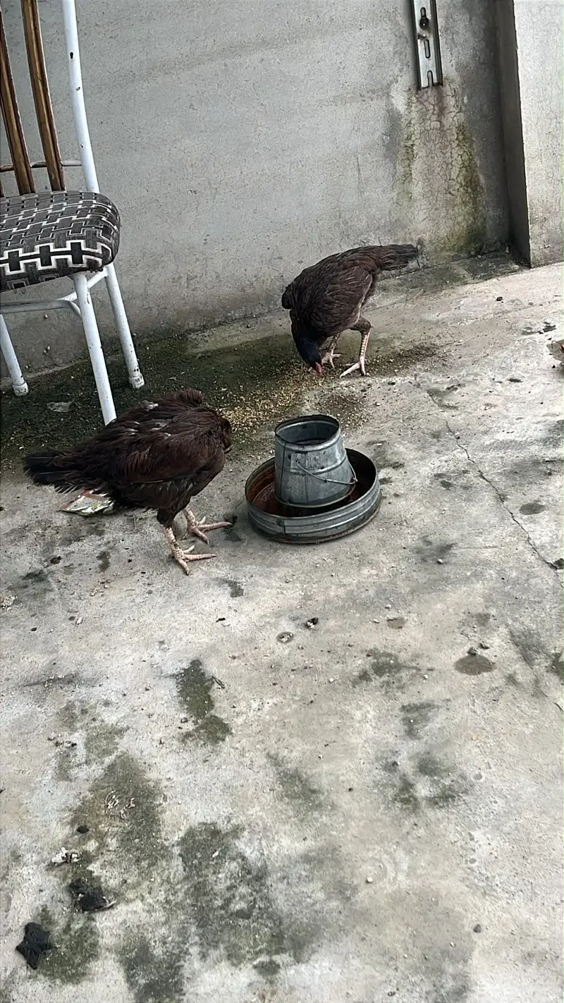 Female Aseel — photo 5