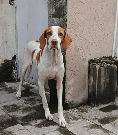pointer female dog