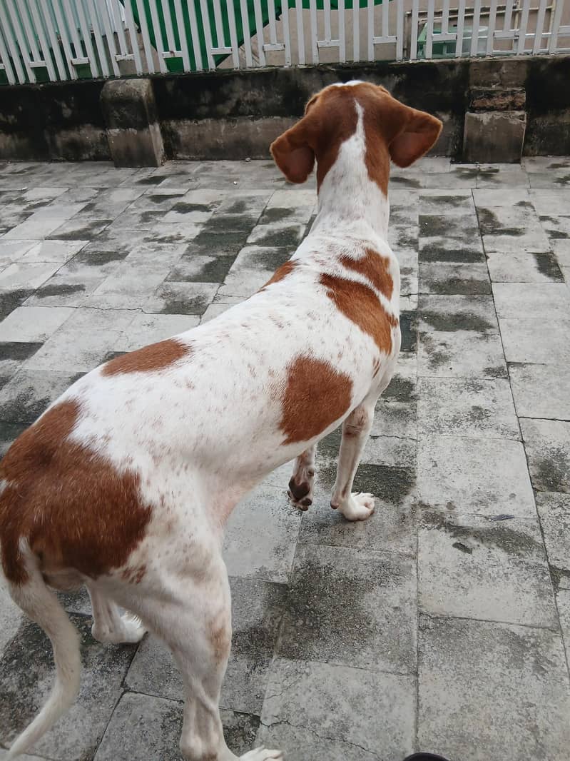 pointer female dog 1