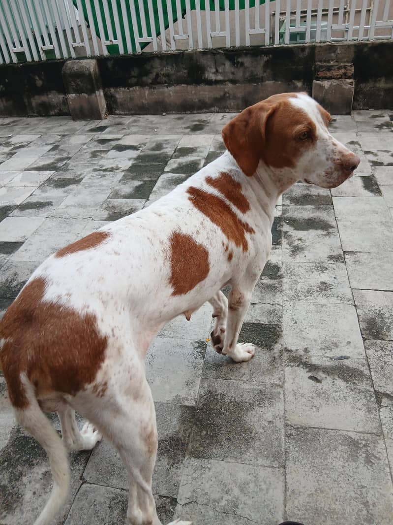 pointer female dog 2
