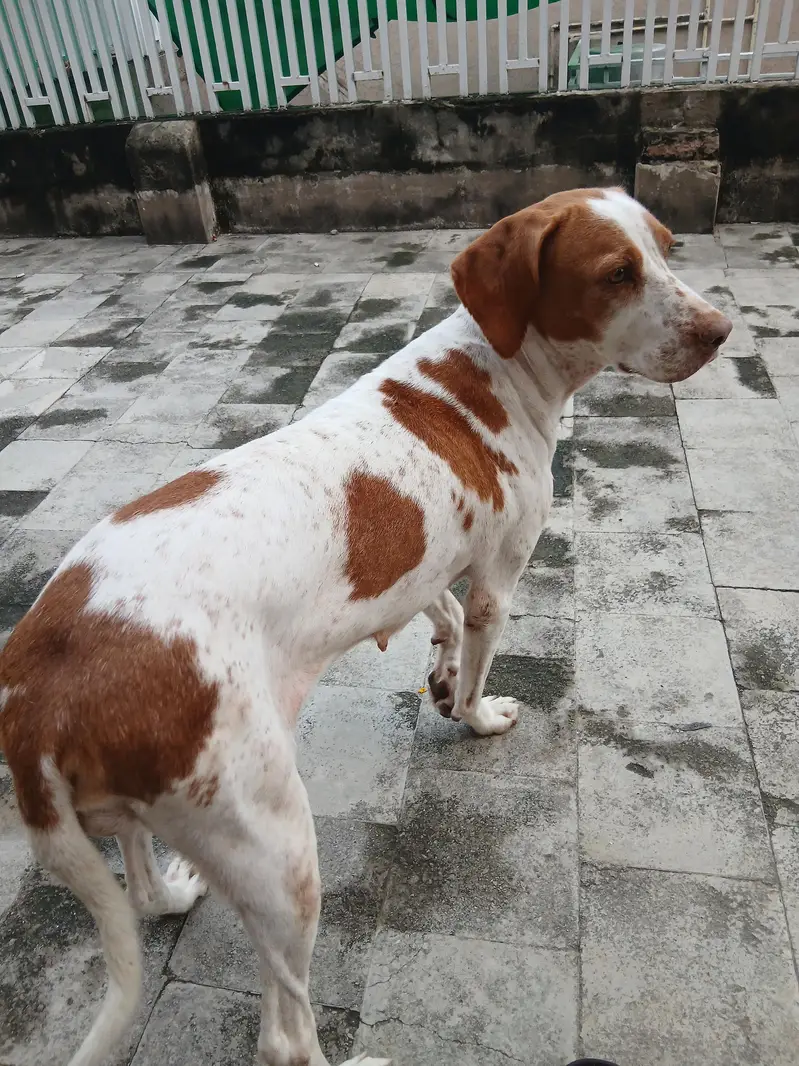 pointer female dog — photo 3