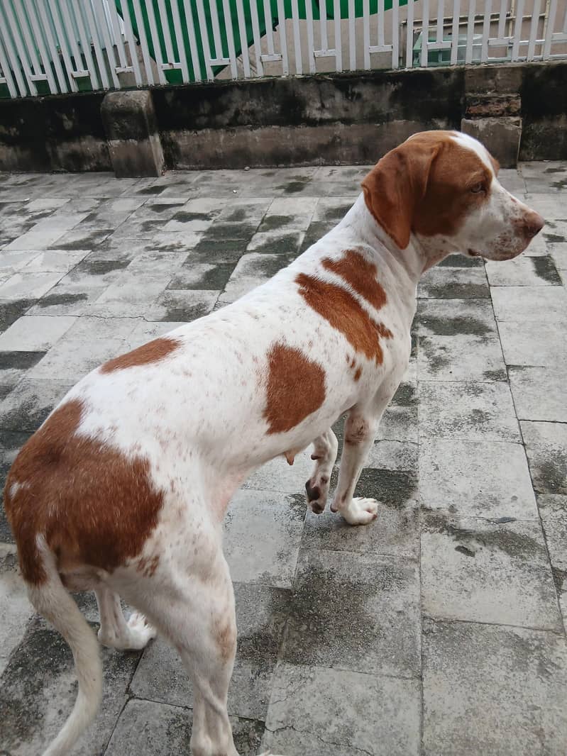pointer female dog 3