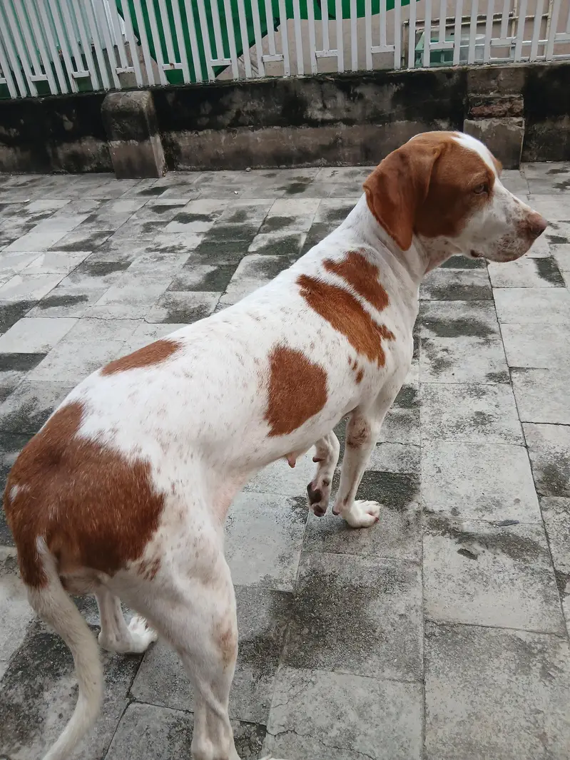 pointer female dog — photo 4