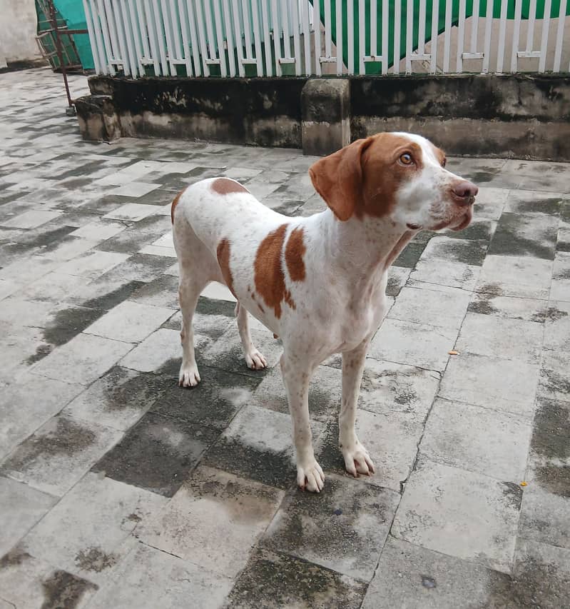 pointer female dog 4