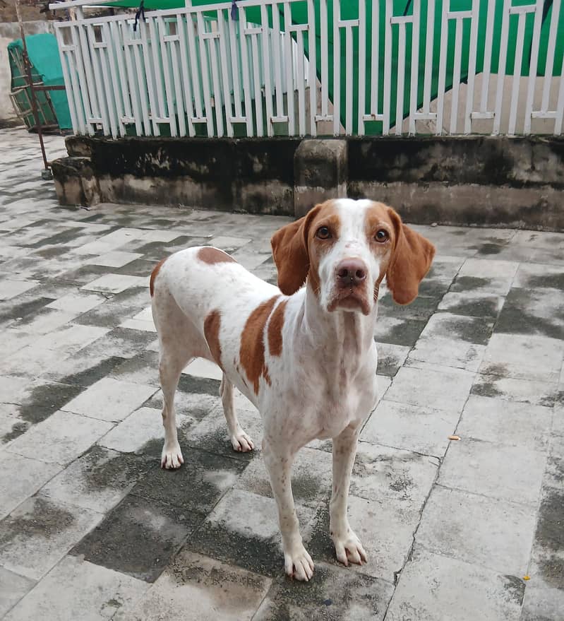pointer female dog 5