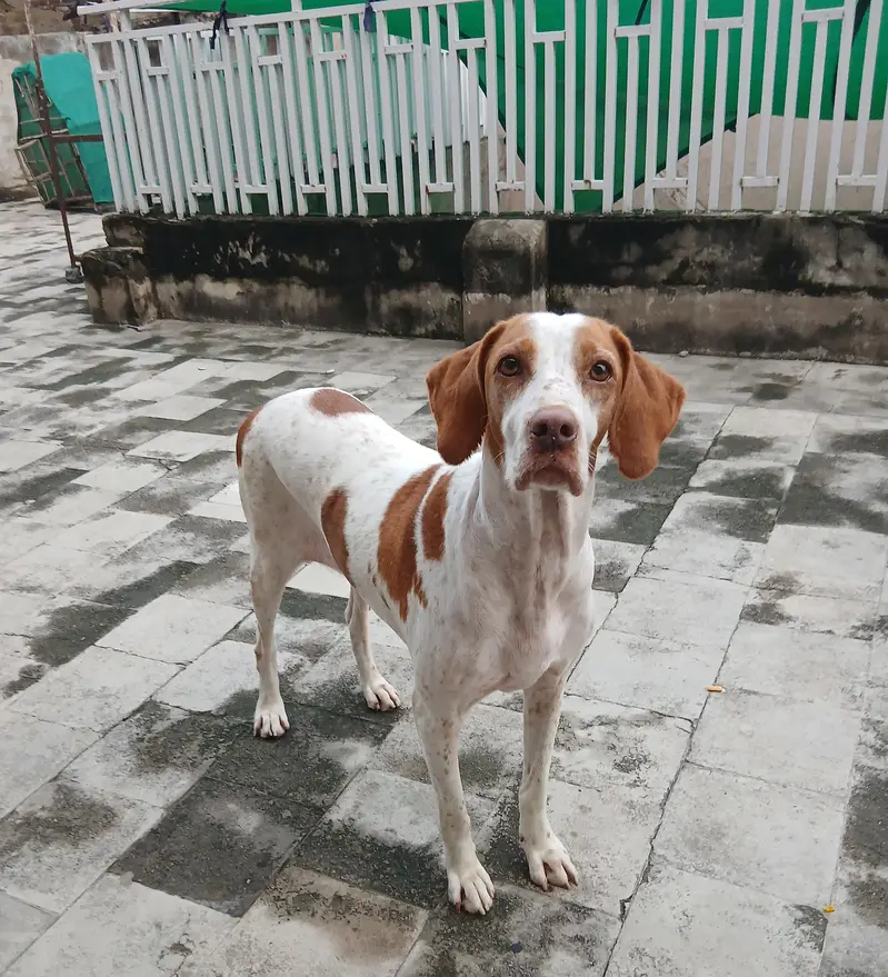 pointer female dog — photo 6