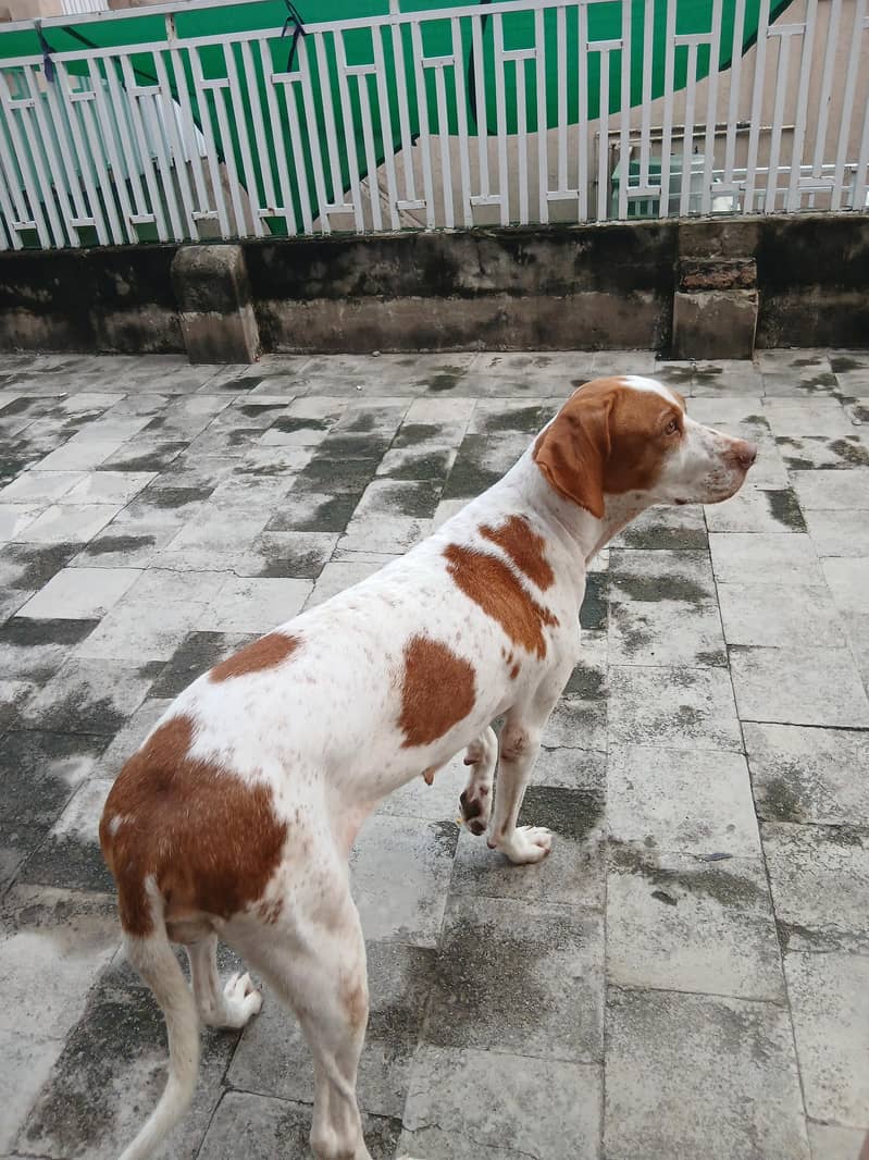 pointer female dog 6