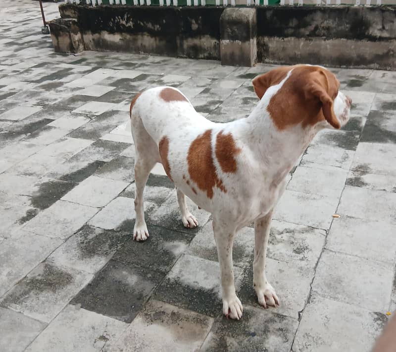 pointer female dog 7