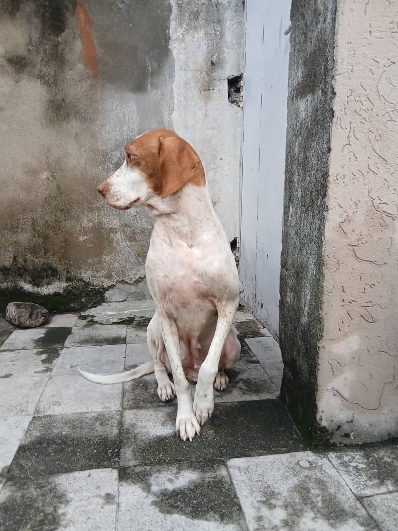 pointer female dog 8