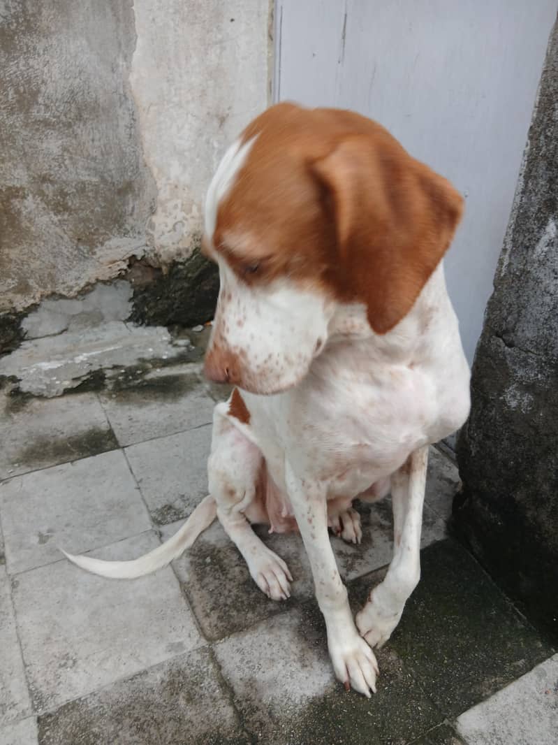 pointer female dog 9