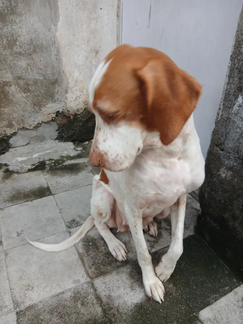 pointer female dog — photo 10