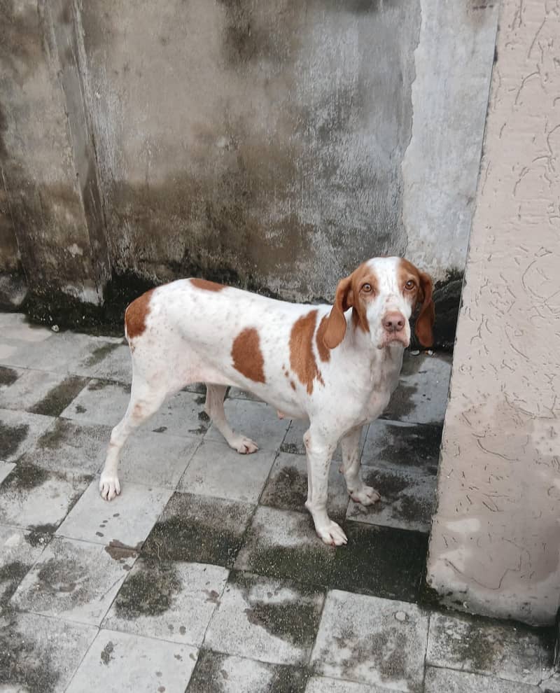 pointer female dog 10
