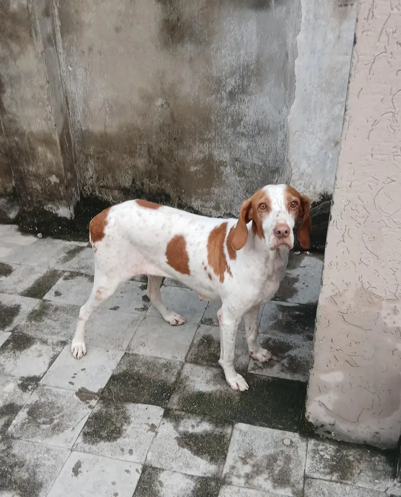 pointer female dog — photo 11