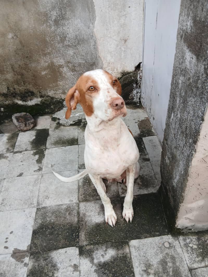 pointer female dog 11