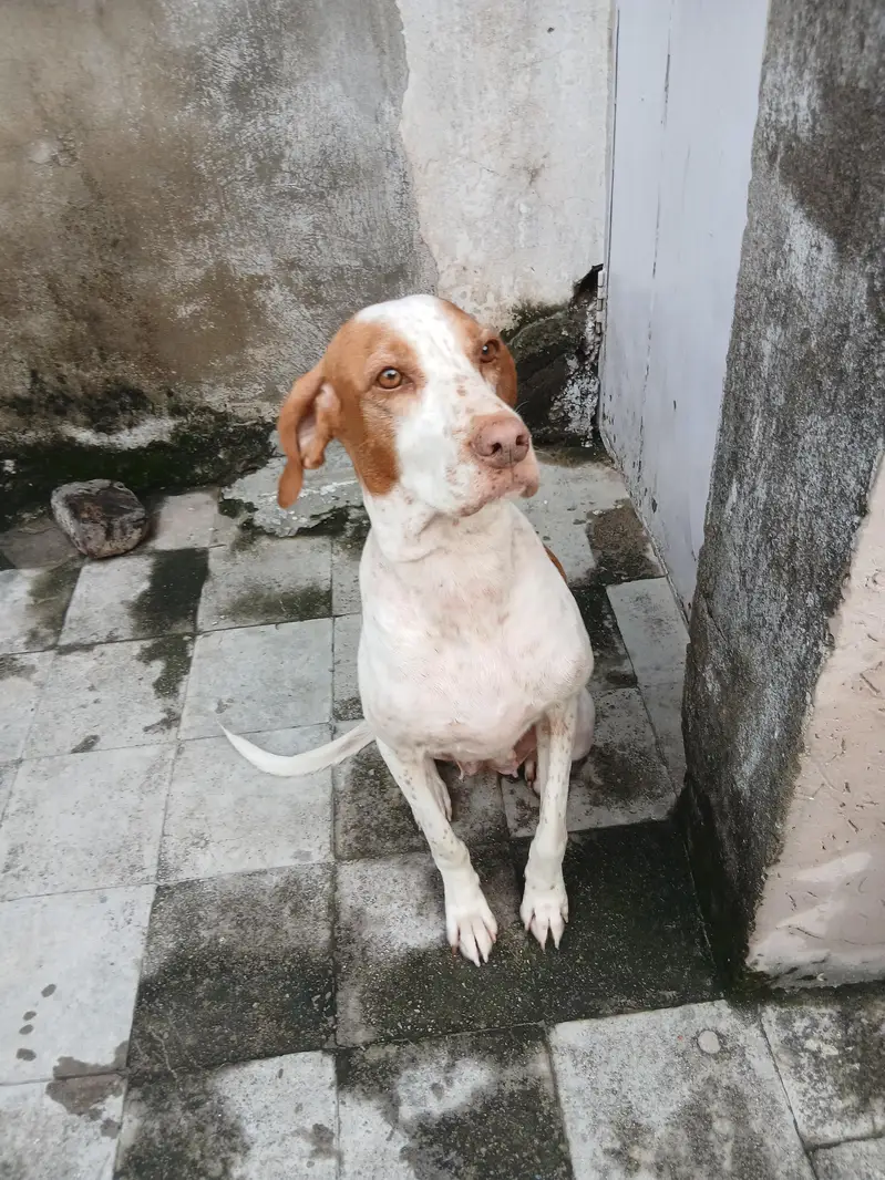 pointer female dog — photo 12