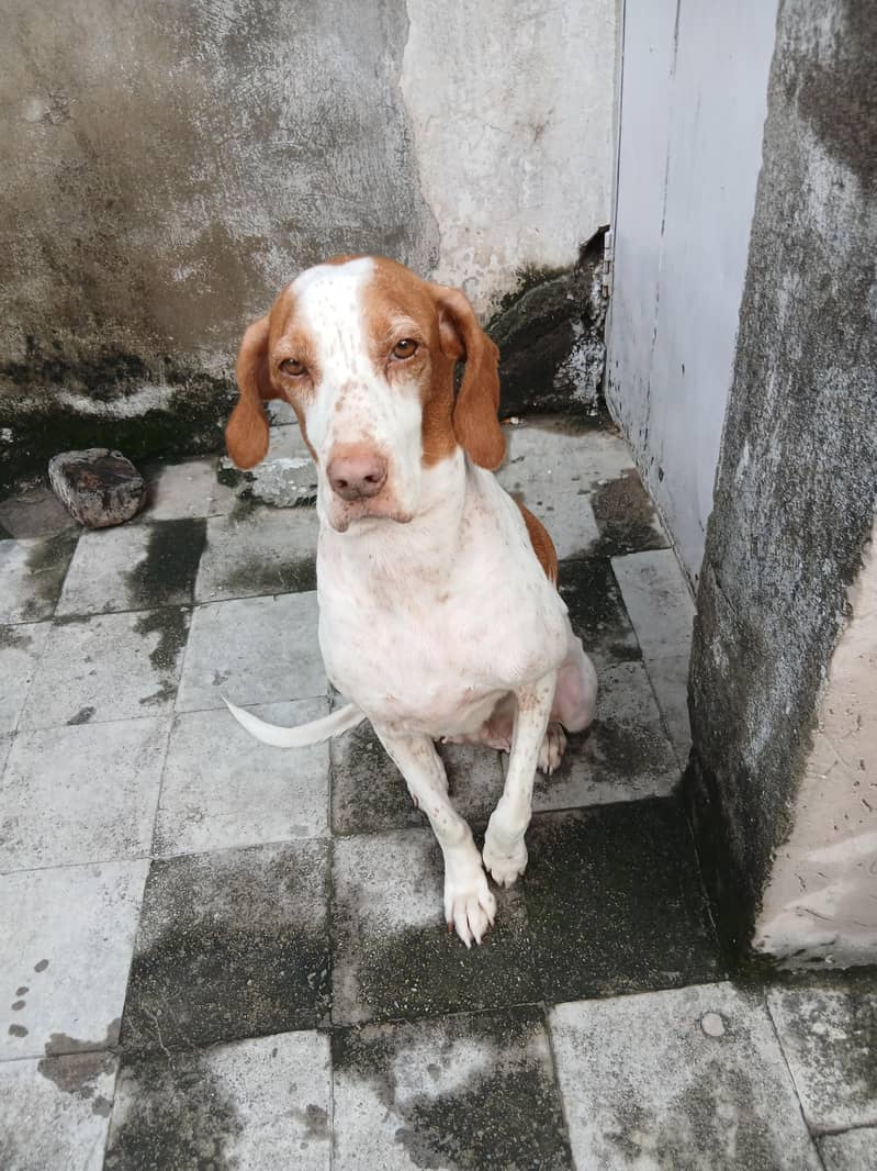 pointer female dog 12