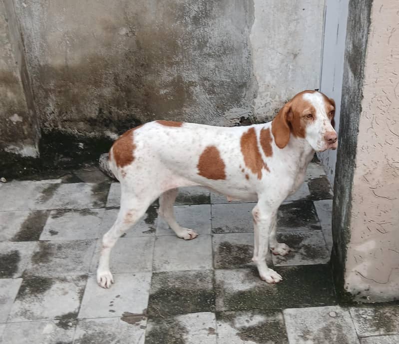 pointer female dog 13
