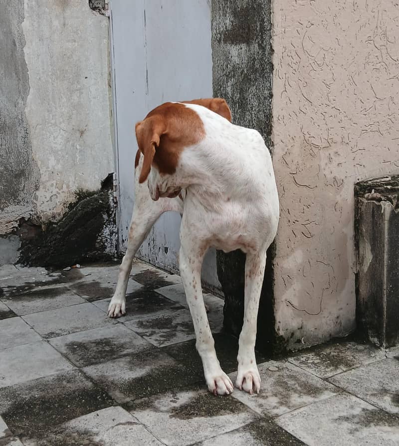pointer female dog 14