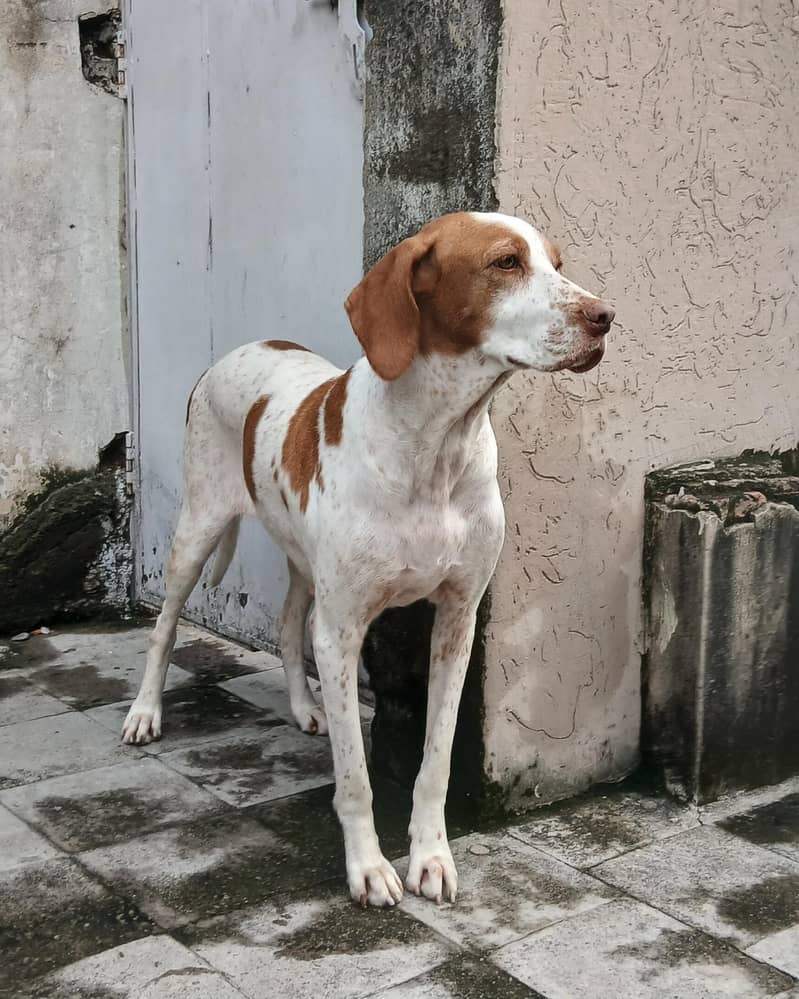 pointer female dog 15