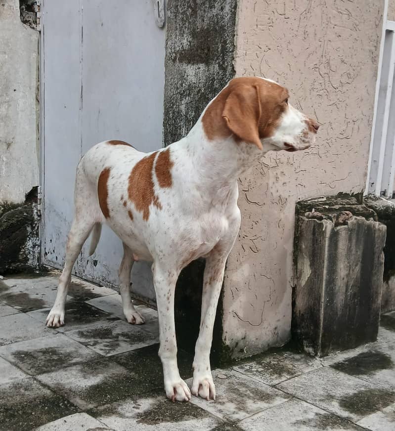pointer female dog 16