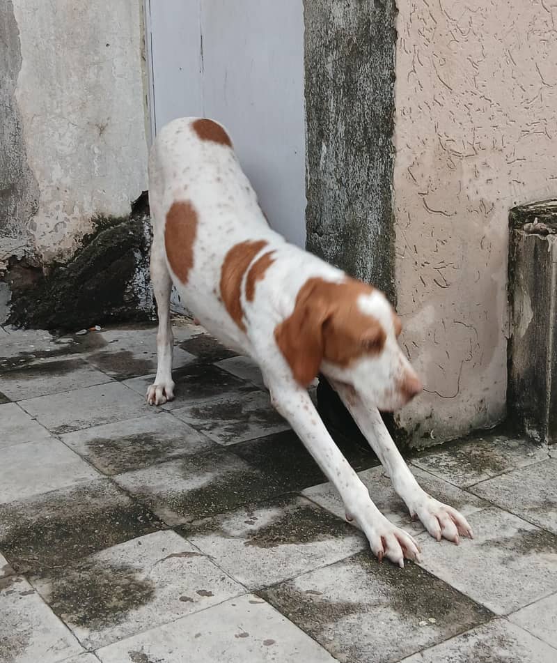 pointer female dog 17