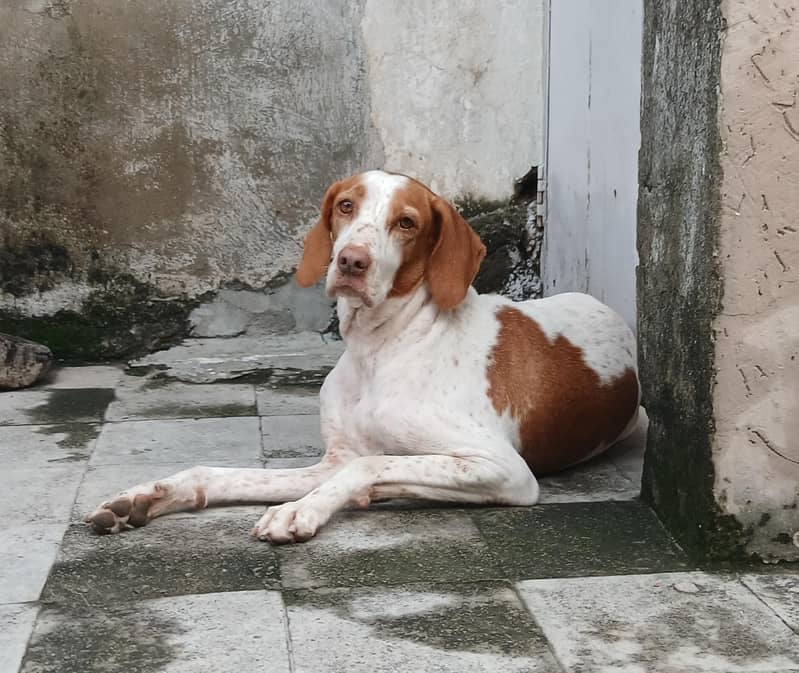 pointer female dog 18