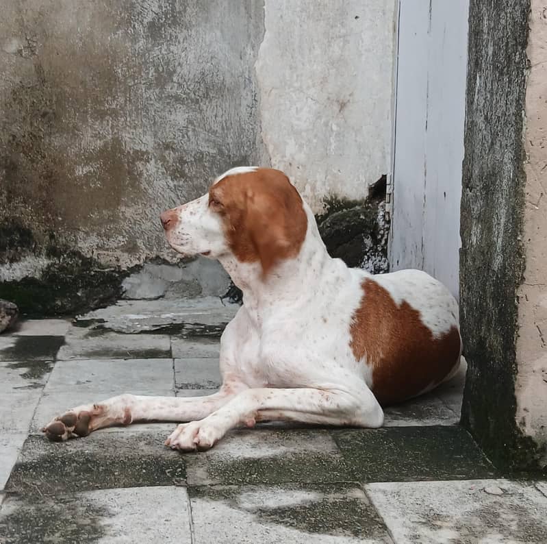 pointer female dog 19