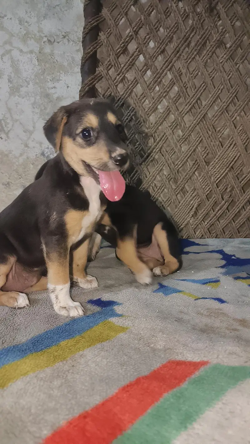 Rottweiler — photo 2