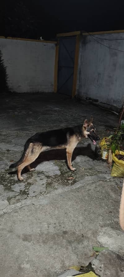 Bohat hi active aur intelligent German Shepherd puppy/dog sale ke liy