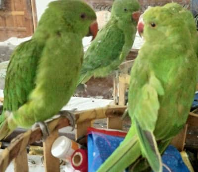 green ringneck non handtame Two 2 available