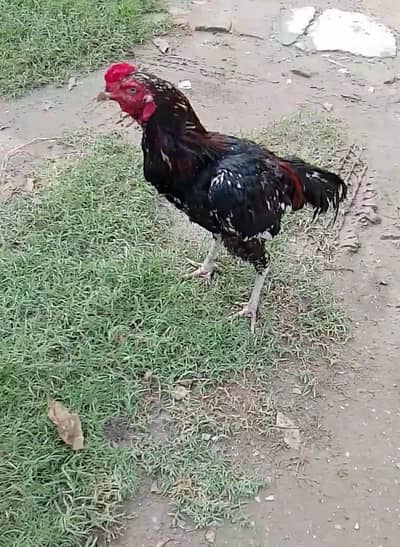 Cheena Male + 2 Black femals