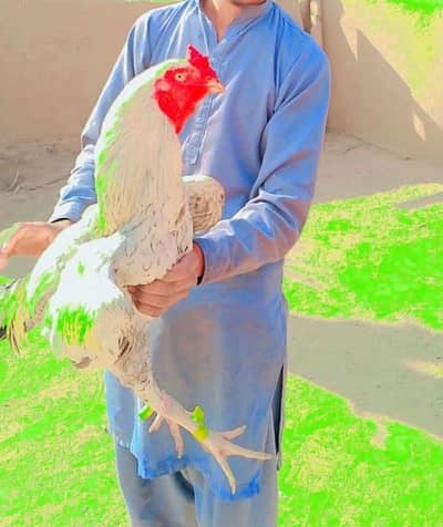 asee Sindhi