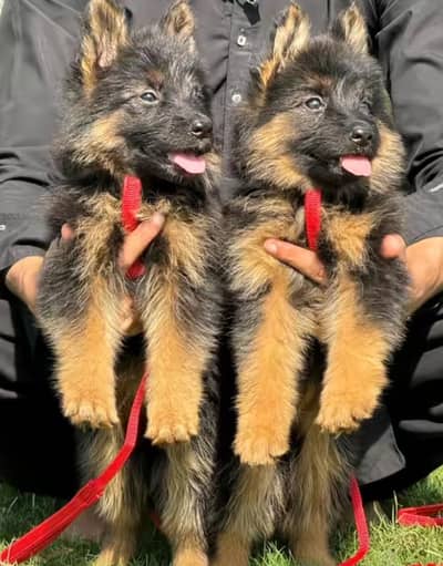 German shepherd puppies for sale healthy