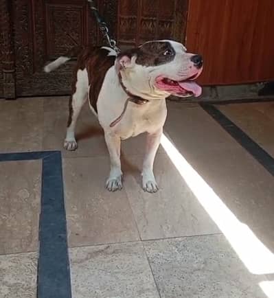 American pitbull female