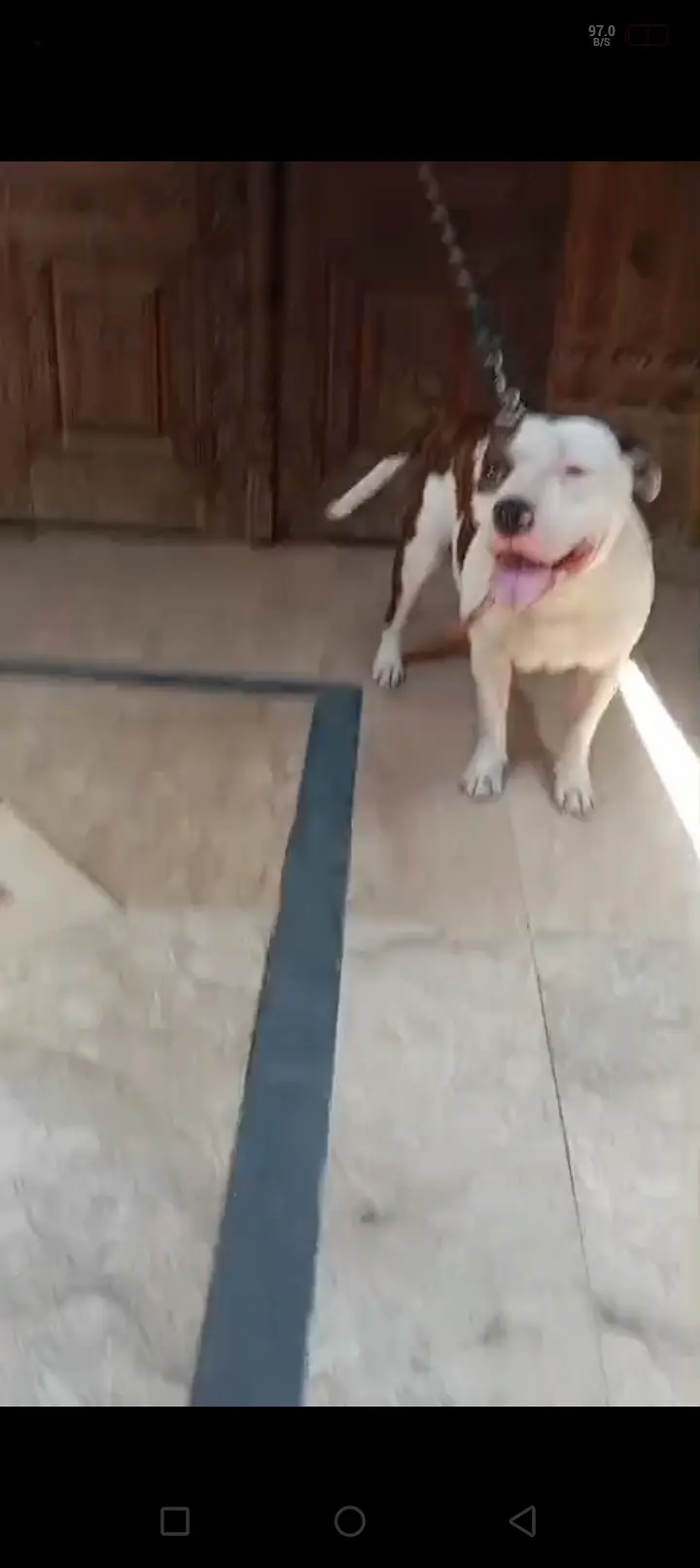 American pitbull female — photo 2