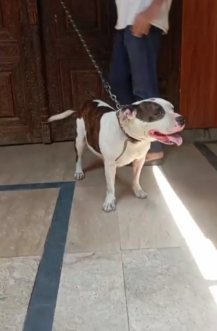 American pitbull female — photo 3