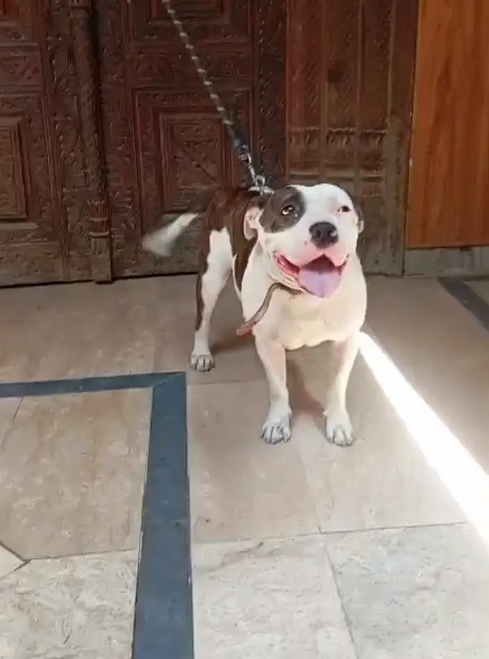 American pitbull female — photo 4