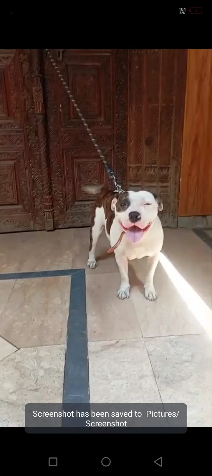 American pitbull female — photo 5